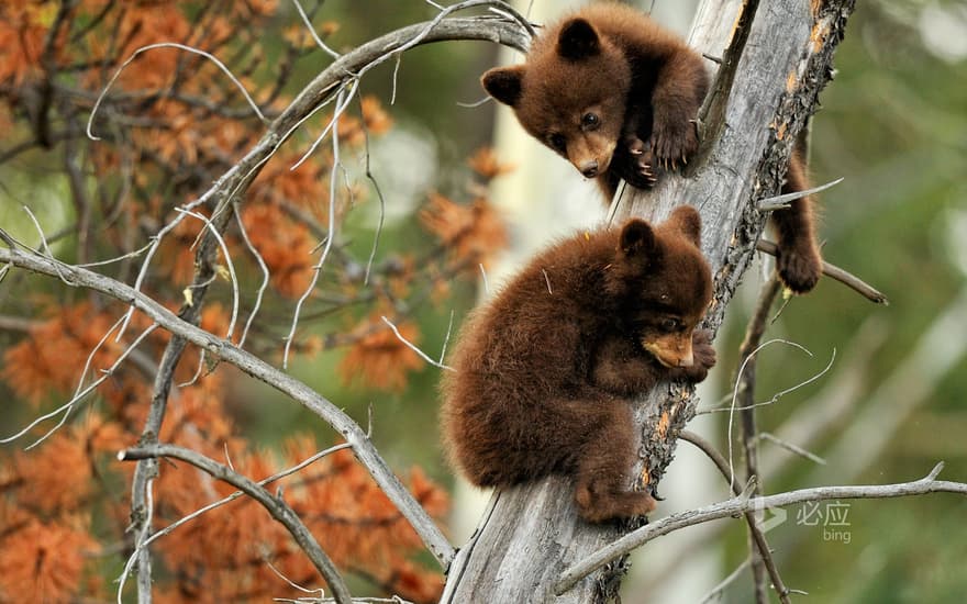 Two American black bear cubs playing on a dead branch