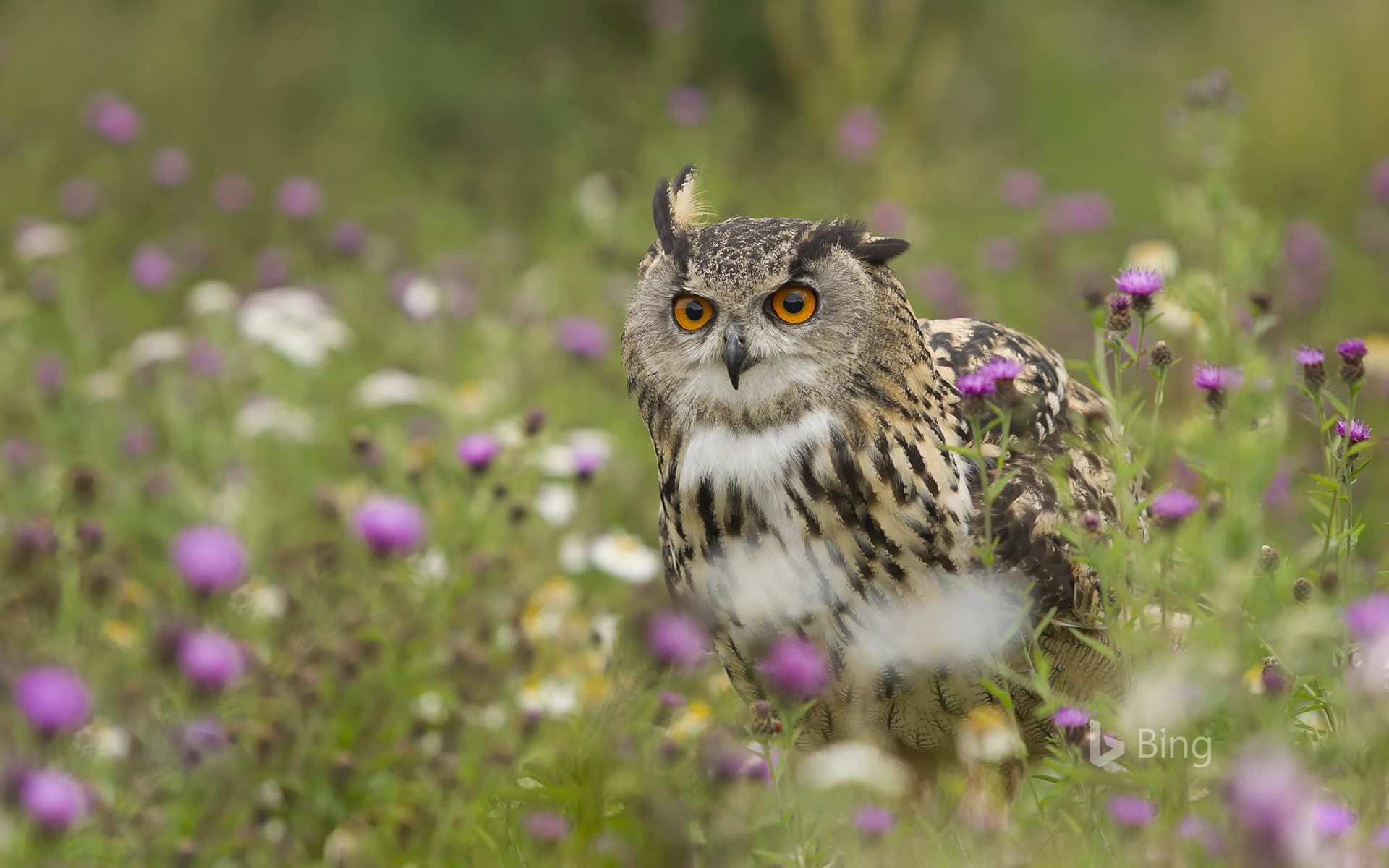 Bing Wallpaper: Eurasian Eagle-Owl (Bubo bubo) in wildflower meadow, Rhineland-Palatinate, Germany