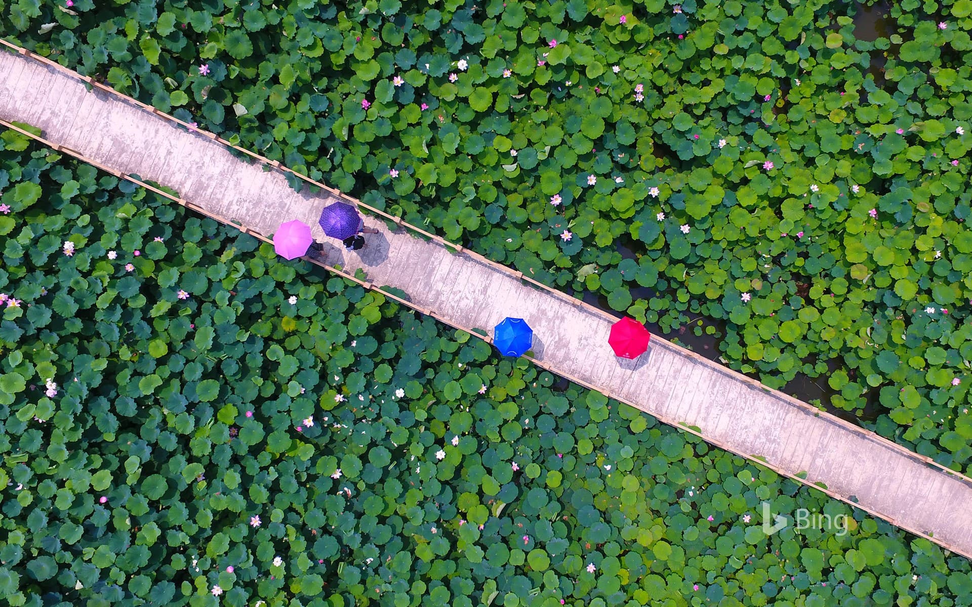 Bing Wallpaper: [Small Summer Today] Tourists watch lotus flowers at Yunhe Wetland Park in Taierzhuang District, Zaozhuang, Shandong, China