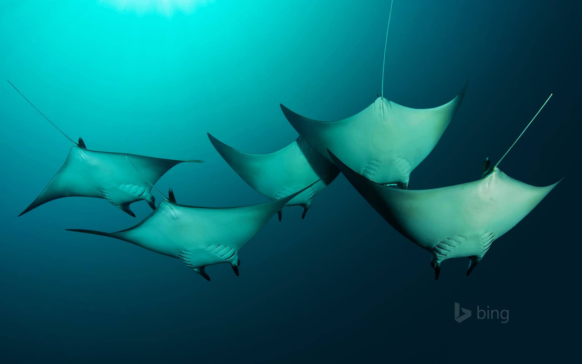 Bing Wallpaper: Manta rays near the Solomon Islands