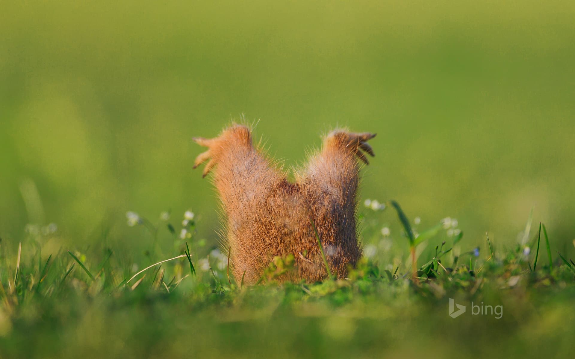 Bing Wallpaper: European ground squirrel