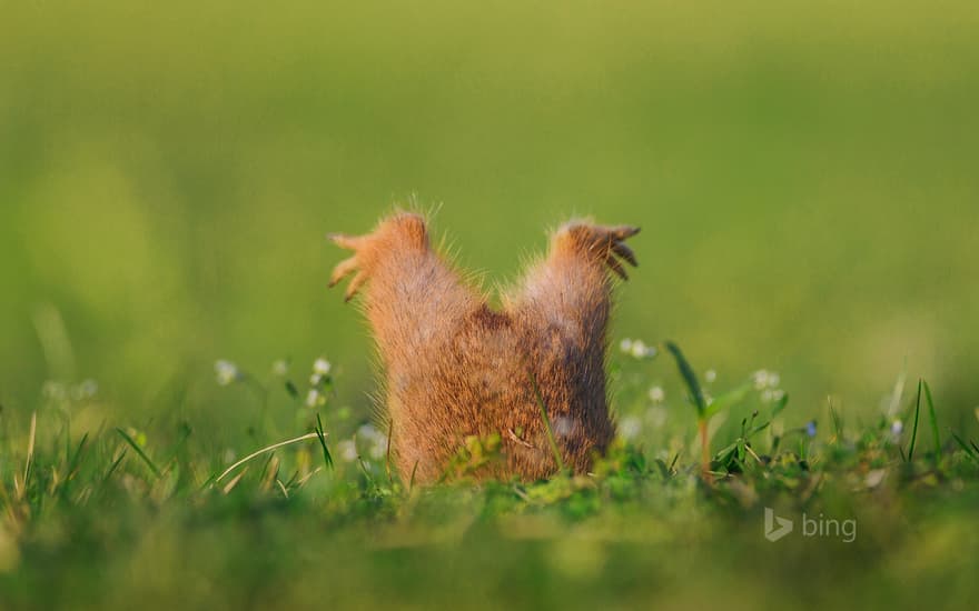 European ground squirrel