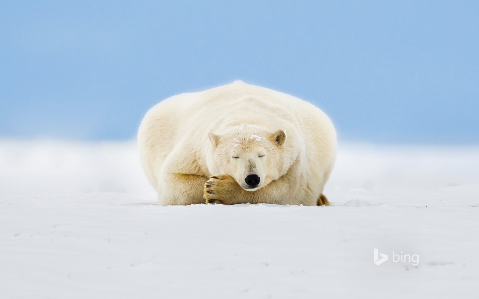 Bing Wallpaper: Polar bear on a barrier island in the Beaufort Sea, Arctic National Wildlife Refuge, Alaska, USA