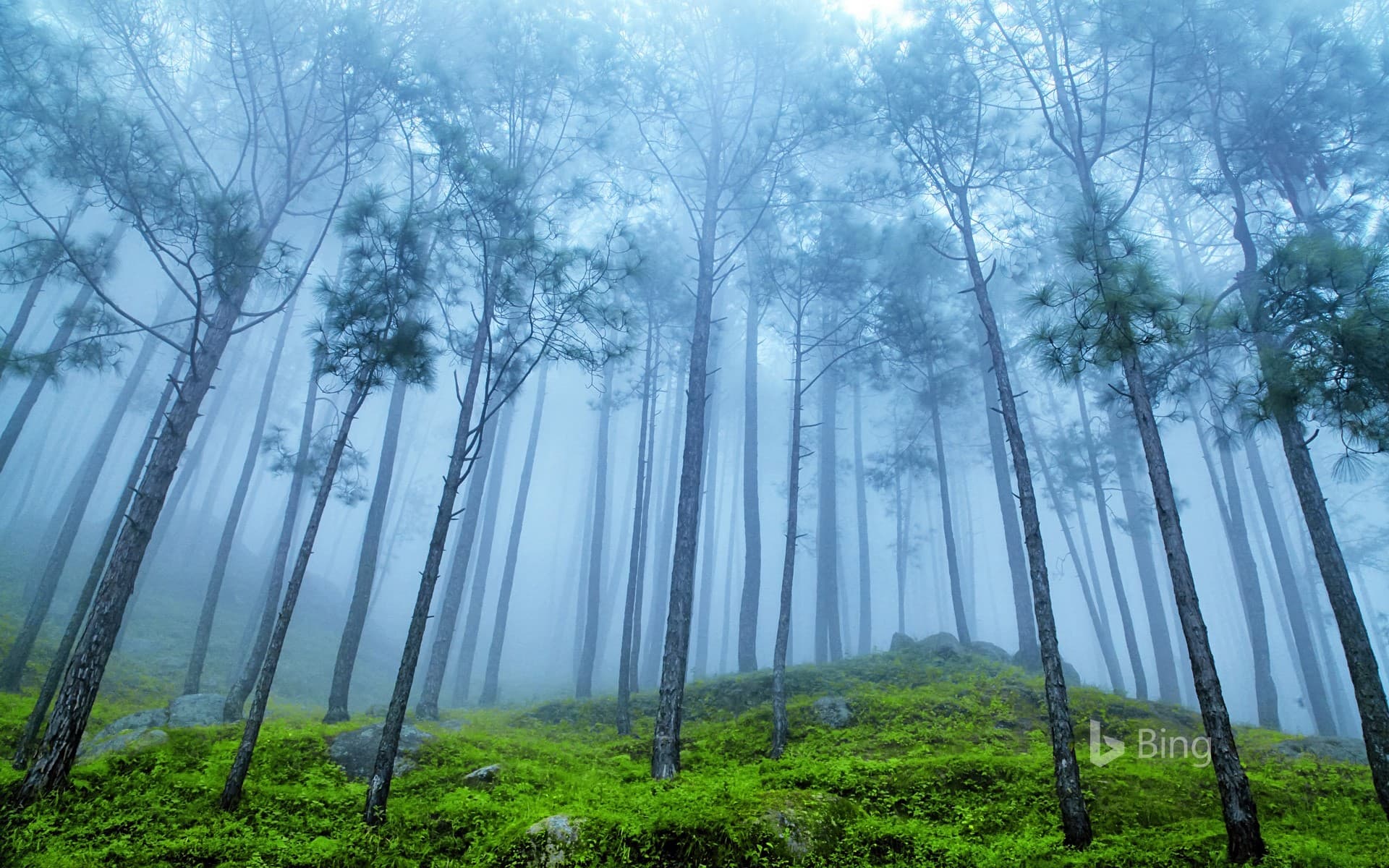 Bing Wallpaper: Pine forest in the Himalaya Range, Almora, Ranikhet, India