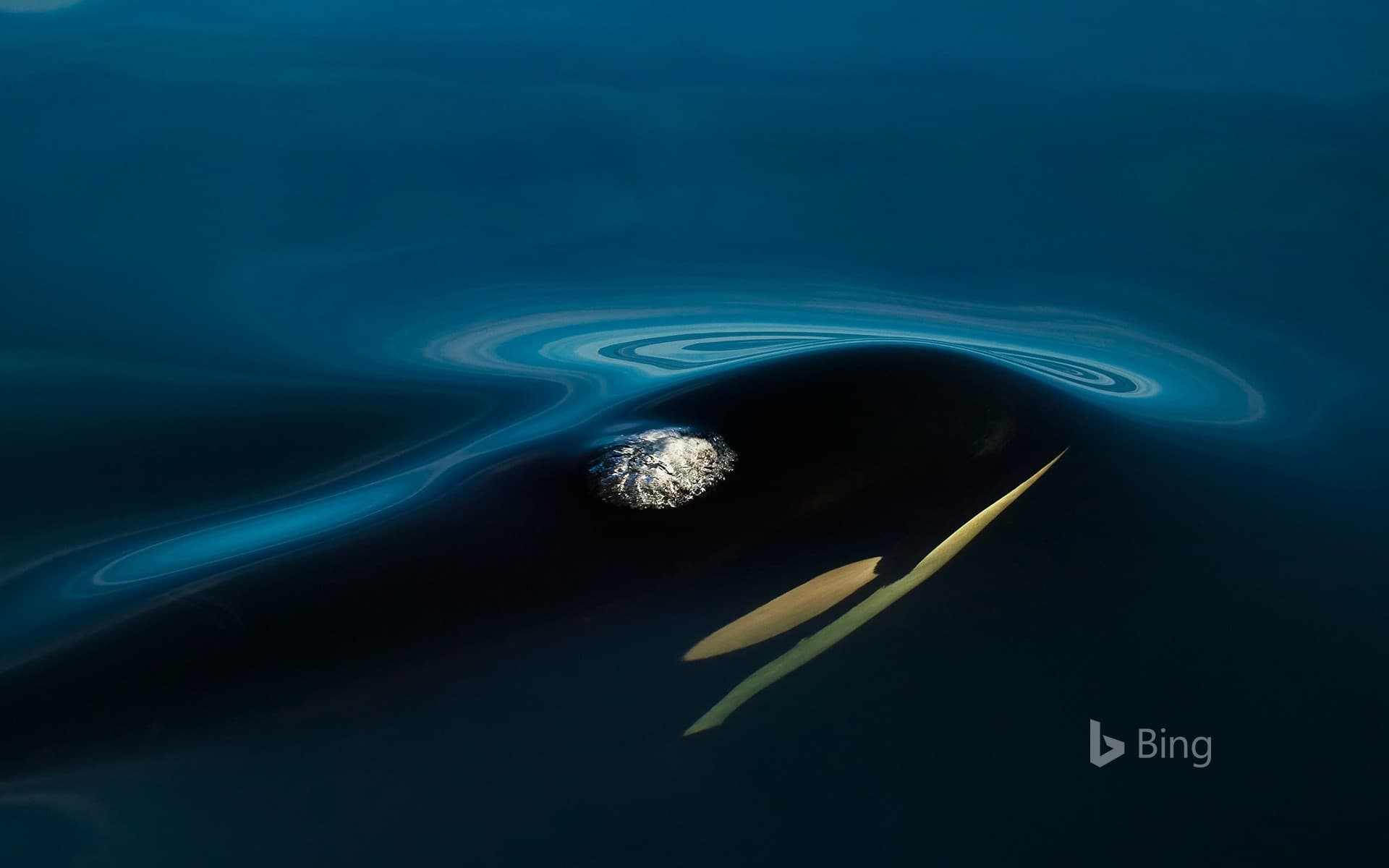 Bing Wallpaper: Killer whale off Northern Vancouver Island, B.C., Canada