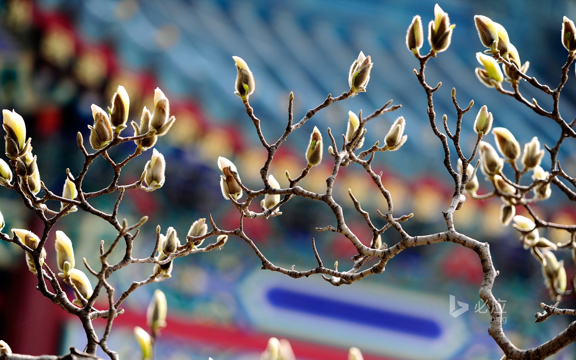 Bing Wallpaper: [Spring Equinox Today] Orchid