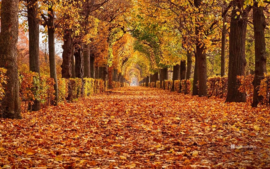 Autumn foliage, Schoenbrunn Palace, Vienna, Austria - Bing Wallpapers -  Sonu Rai