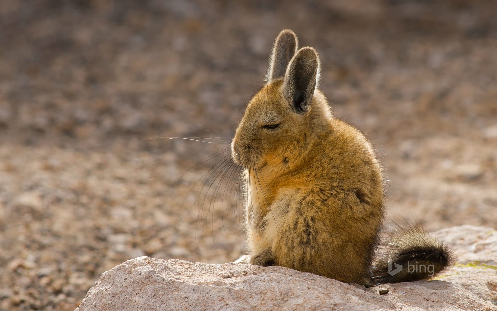 Bing Wallpaper: A southern viscacha in the Andes Mountains