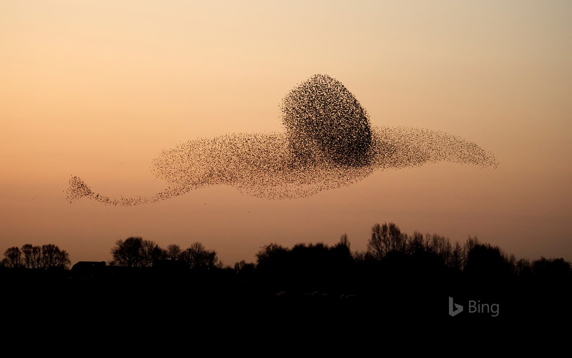 Bing Wallpaper: Murmuration of common starlings flying at sunset, Gelderland, Netherlands