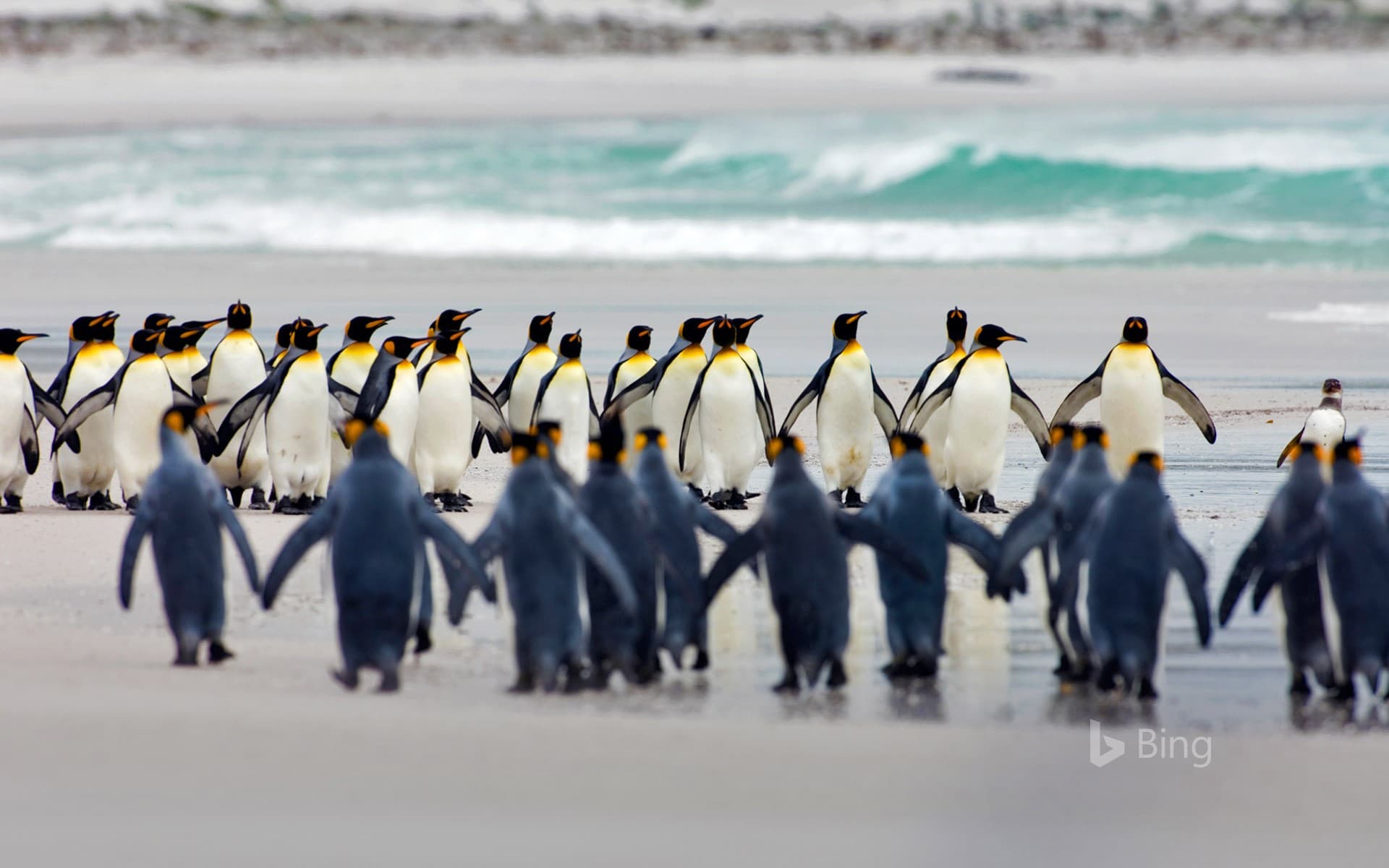 Bing Wallpaper: King penguins at Volunteer Point, Falkland Islands