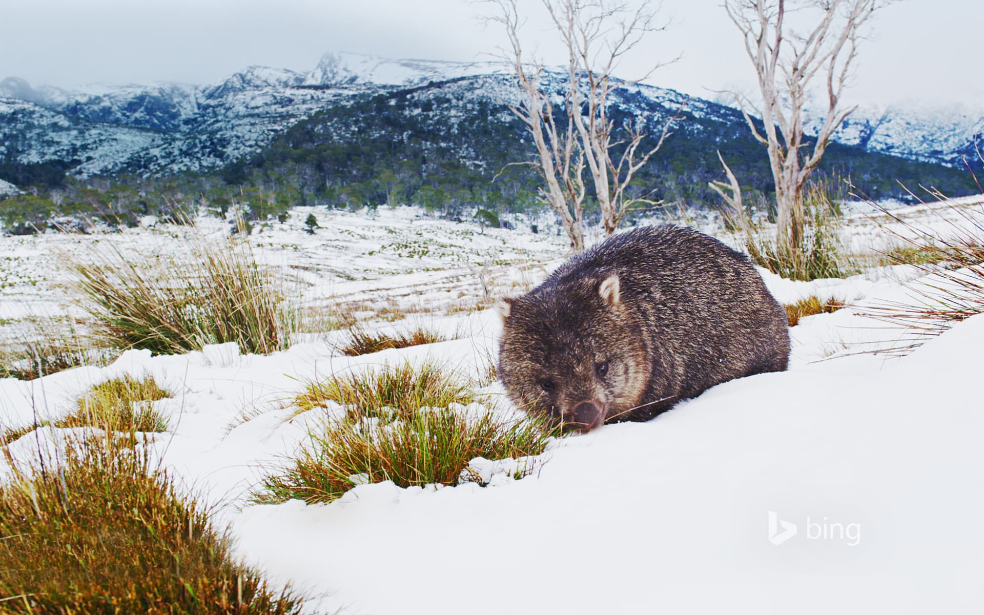 Bing Wallpaper: Common wombat foraging in Cradle Mountain-Lake St Clair National Park, Tasmania, Australia