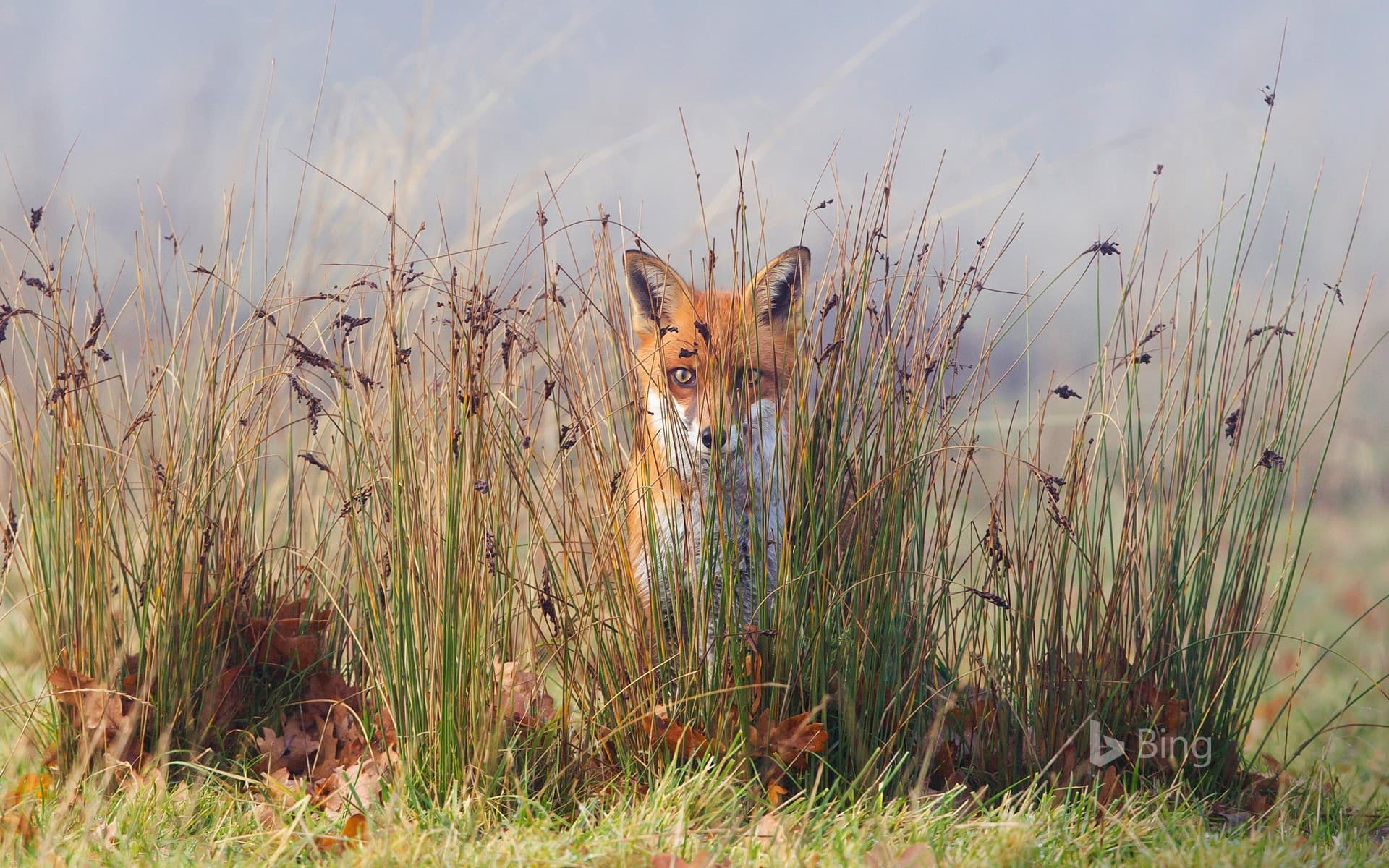 Bing Wallpaper: A fox in the grass