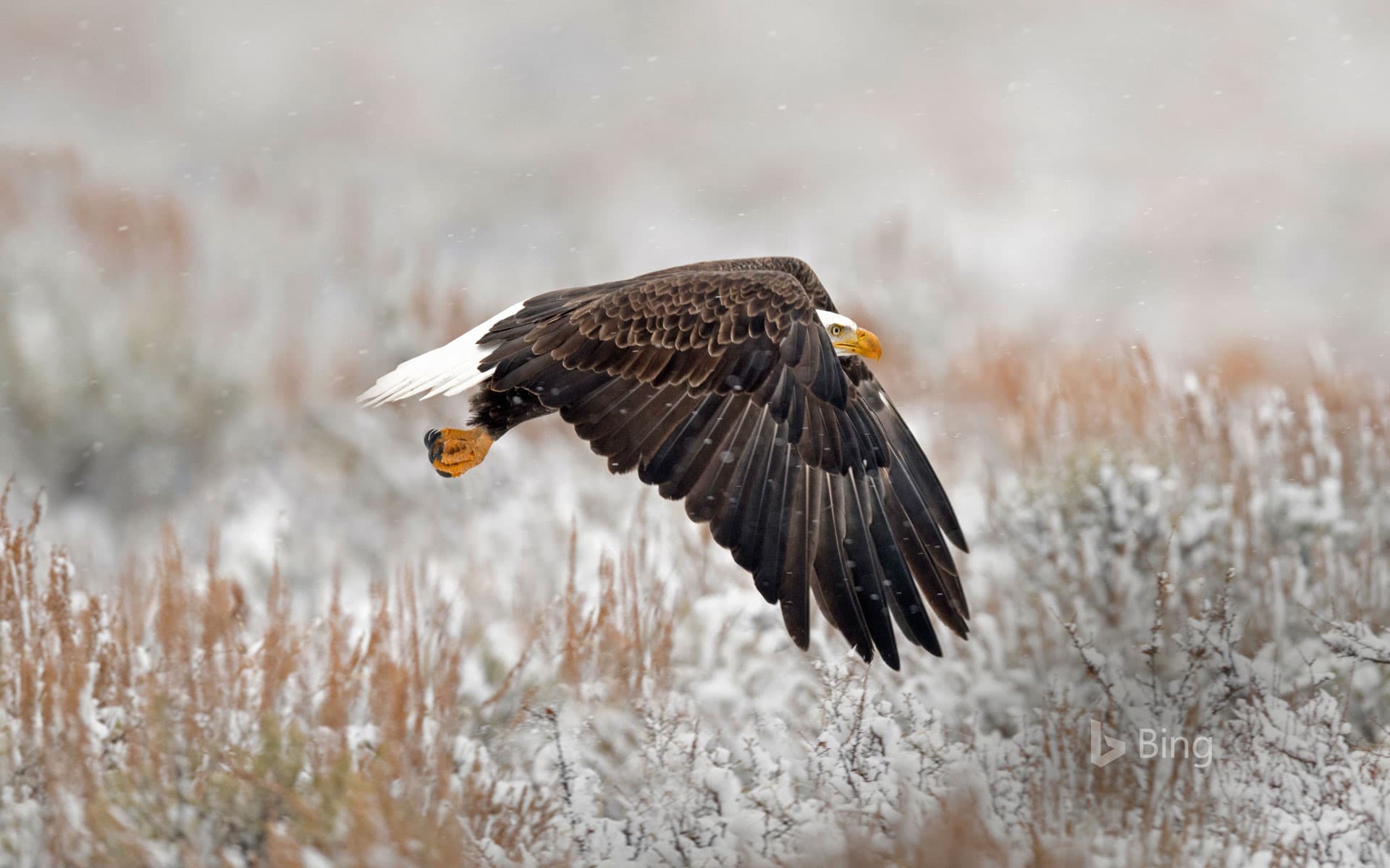 Bing Wallpaper: A bald eagle in Wyoming’s Grand Teton National Park