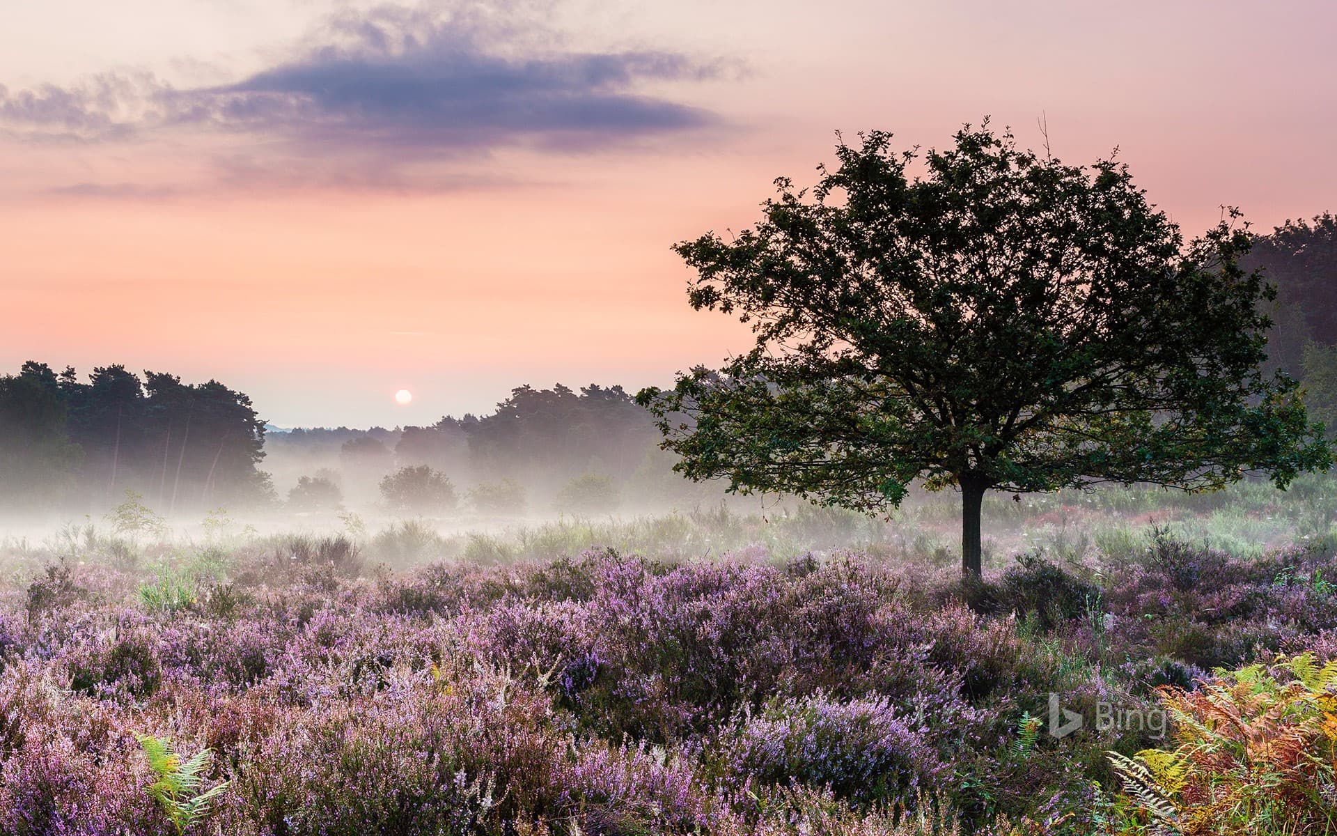 Bing Wallpaper: Heath blooming in Wahner Heide Nature Reserve in Troisdorf near Cologne, Germany