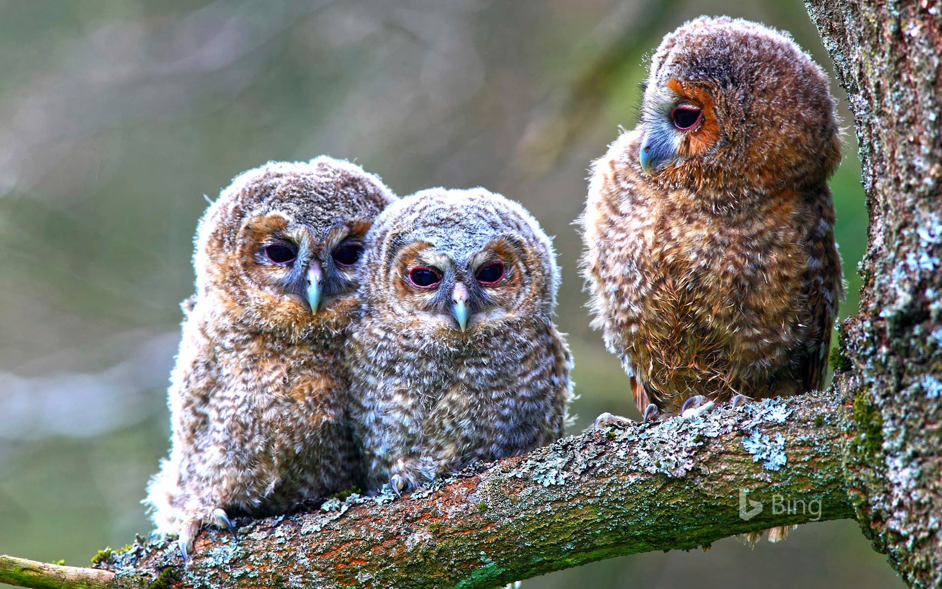 Bing Wallpaper: Young tawny owls perched on a tree, Hessen, Germany