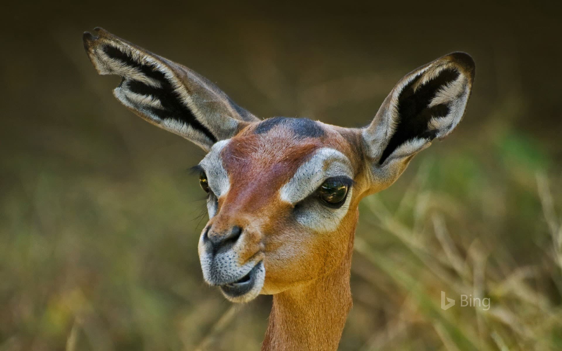 Bing Wallpaper: A gerenuk