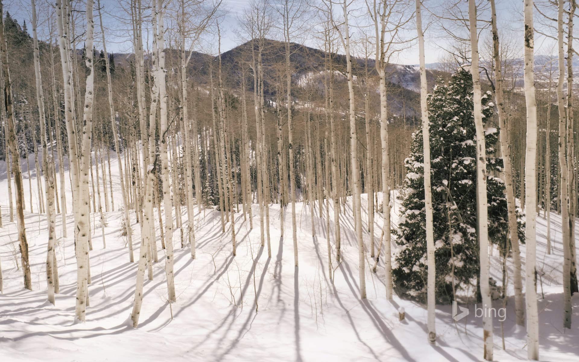 Bing Wallpaper: Aspen forest in the Wasatch Mountains, Utah