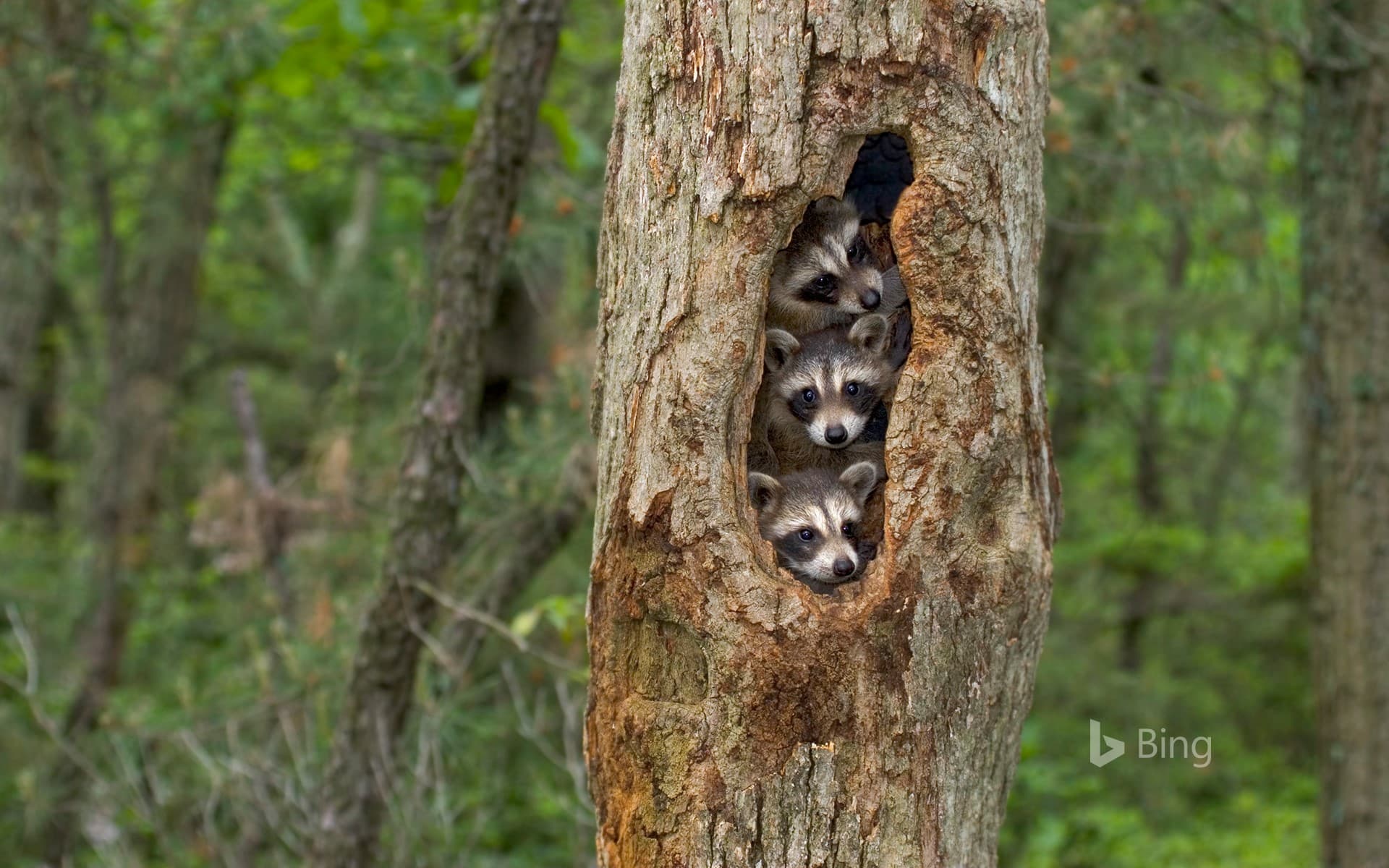Bing Wallpaper: Raccoons huddled together in a tree