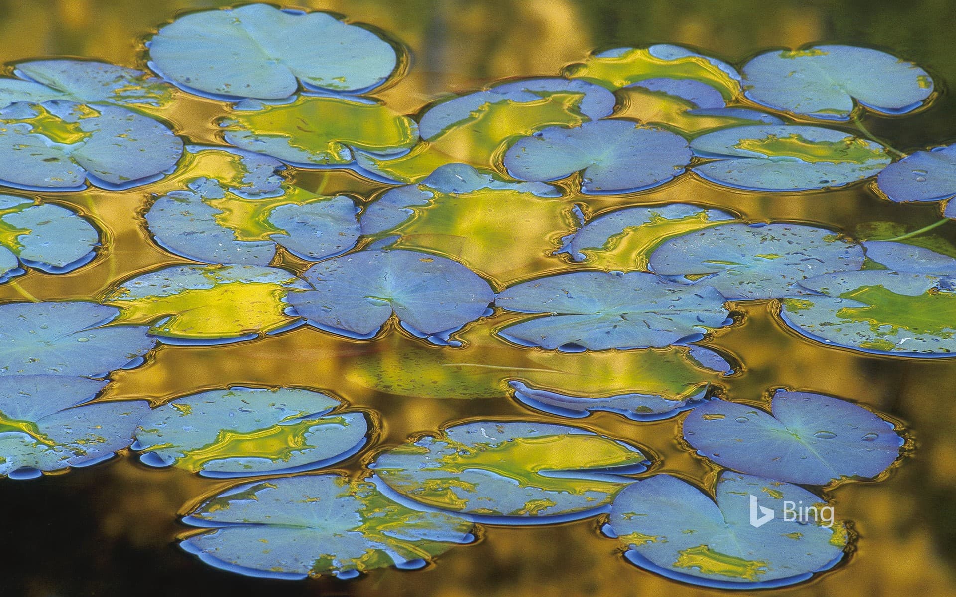 Bing Wallpaper: Water lily leaves, France