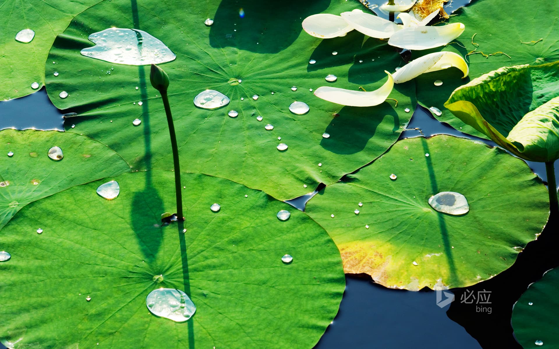 Bing Wallpaper: Water Lily in Beijing Yuanmingyuan