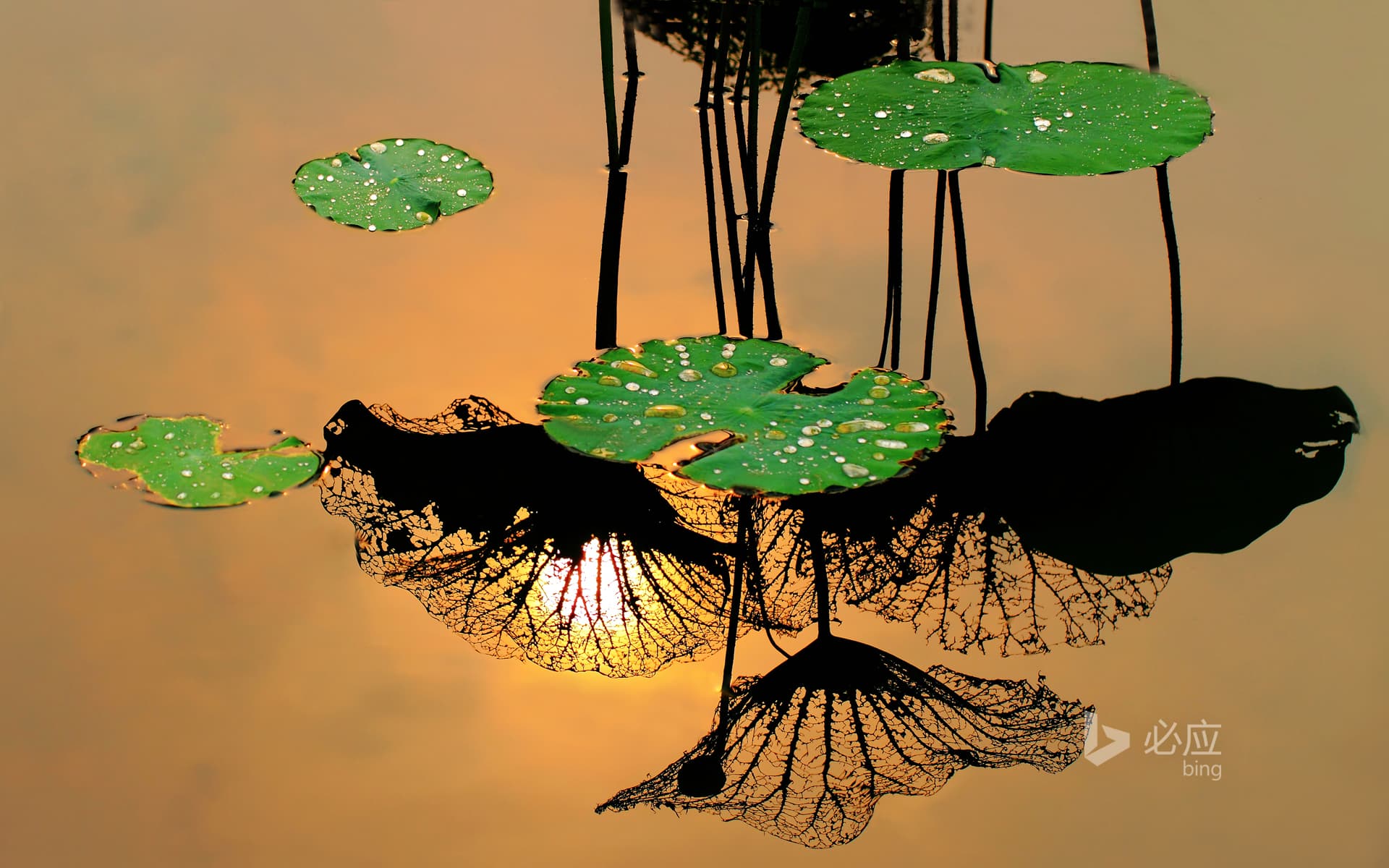 Bing Wallpaper: Lotus leaf