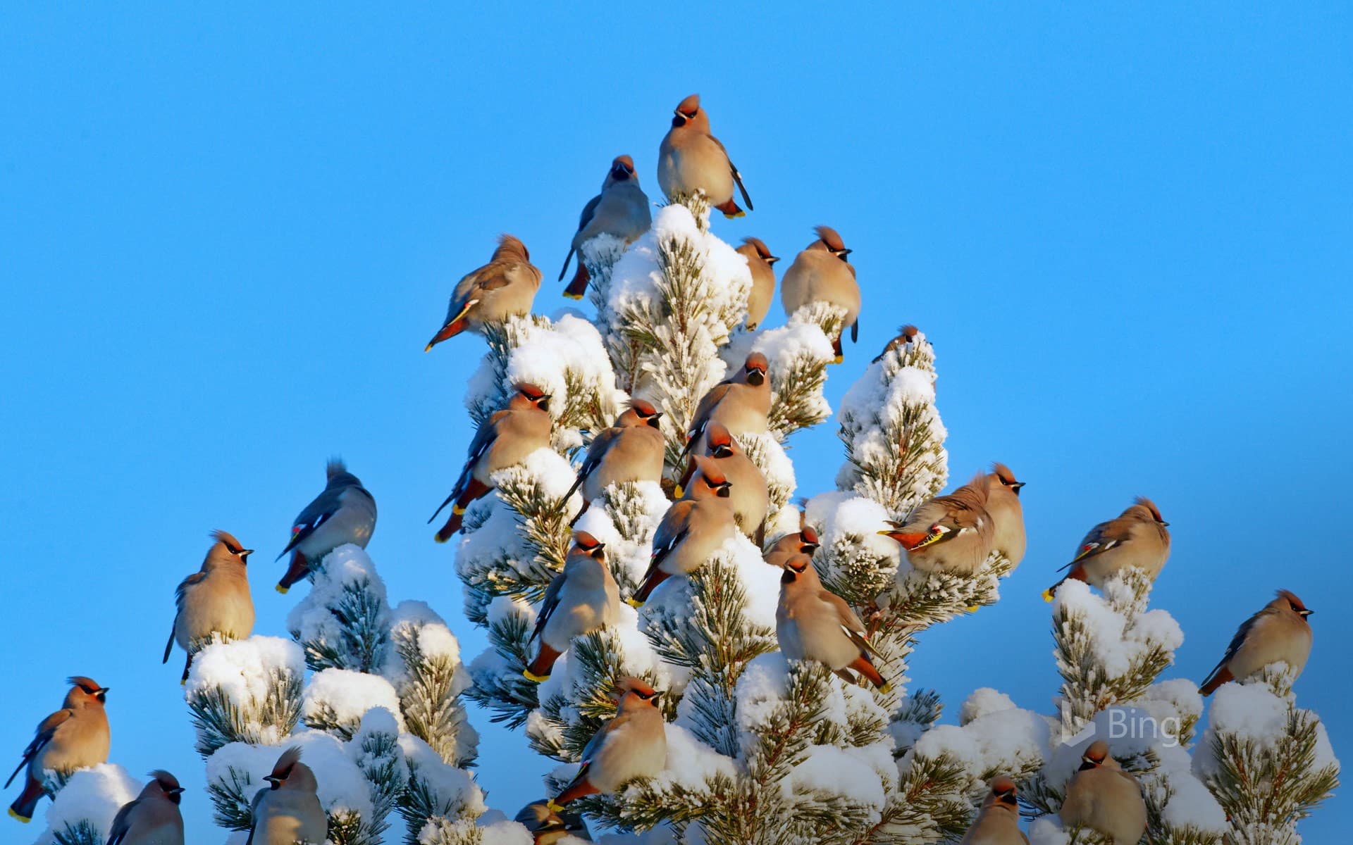 Bing Wallpaper: Bohemian waxwings in Kuusamo, Finland