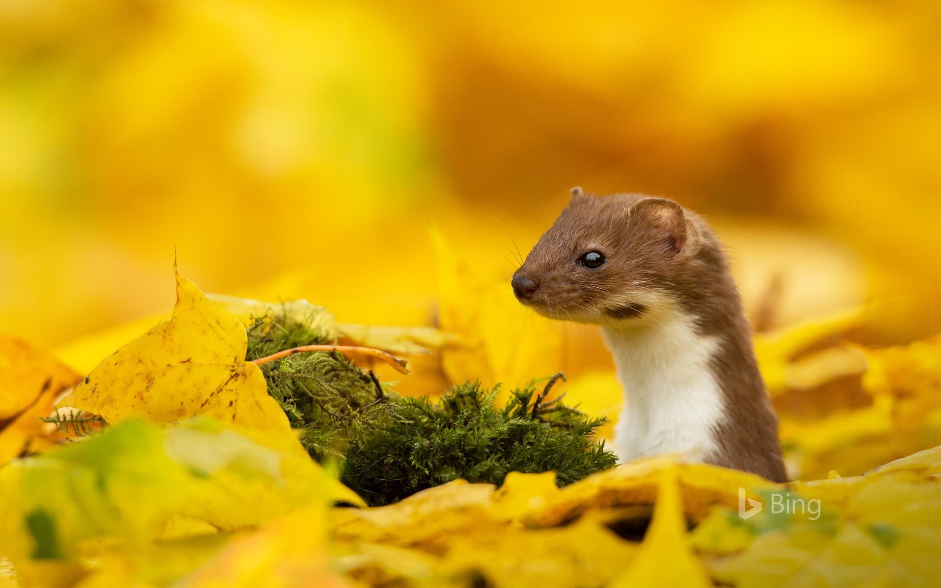 Bing Wallpaper: A weasel looking out of yellow leaves in autumn