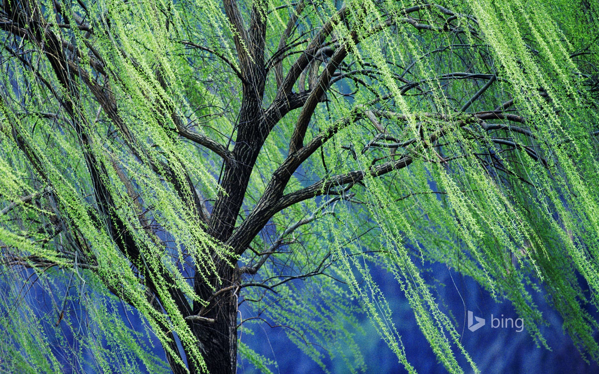 Bing Wallpaper: A weeping willow tree