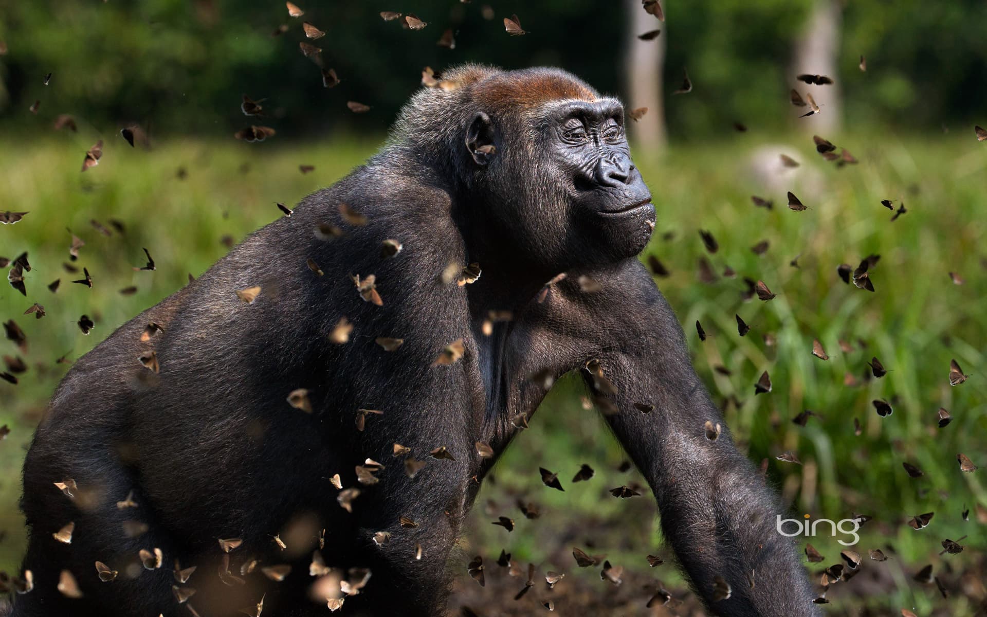 Bing Wallpaper: Western lowland gorilla female in a cloud of butterflies