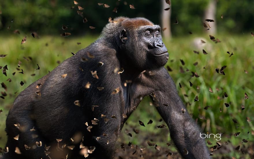 Western lowland gorilla female in a cloud of butterflies