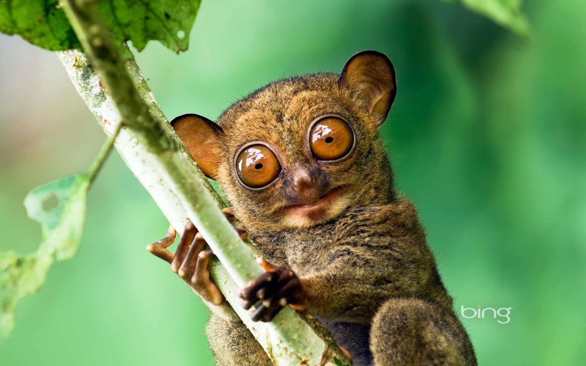 Bing Wallpaper: Horsfield's tarsier in the rainforest of Danum Valley, Sabah, Borneo