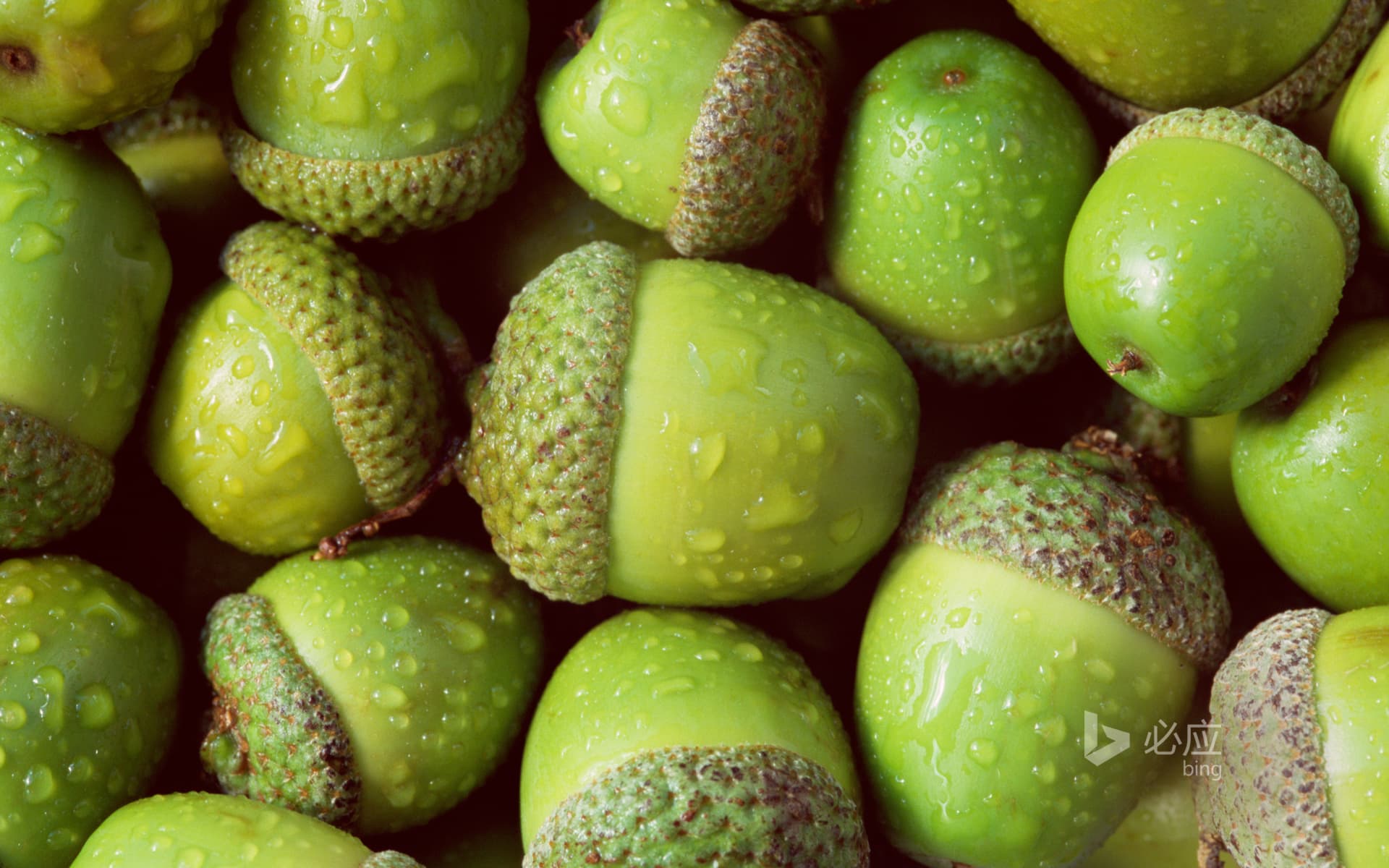 Bing Wallpaper: Acorn closeup of English oak tree (English oak)
