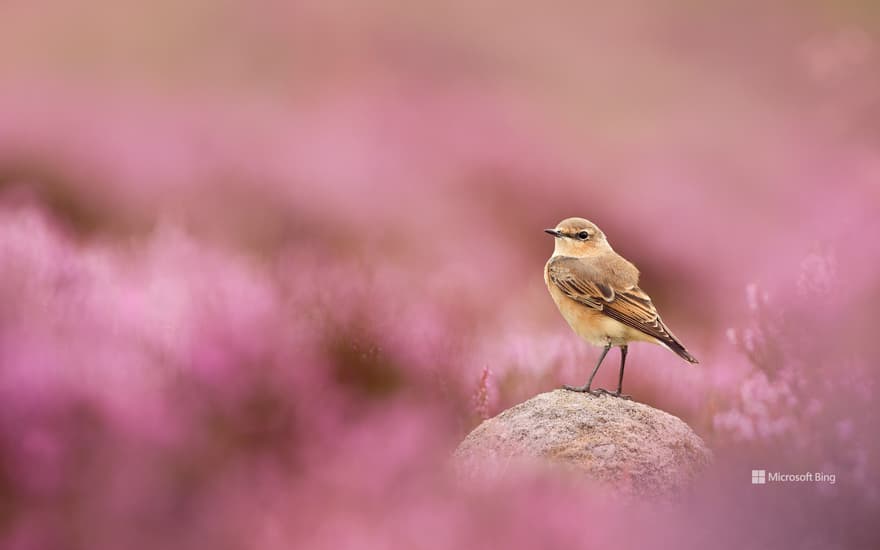 Wheatear and flowering heather, Peak District National Park, England