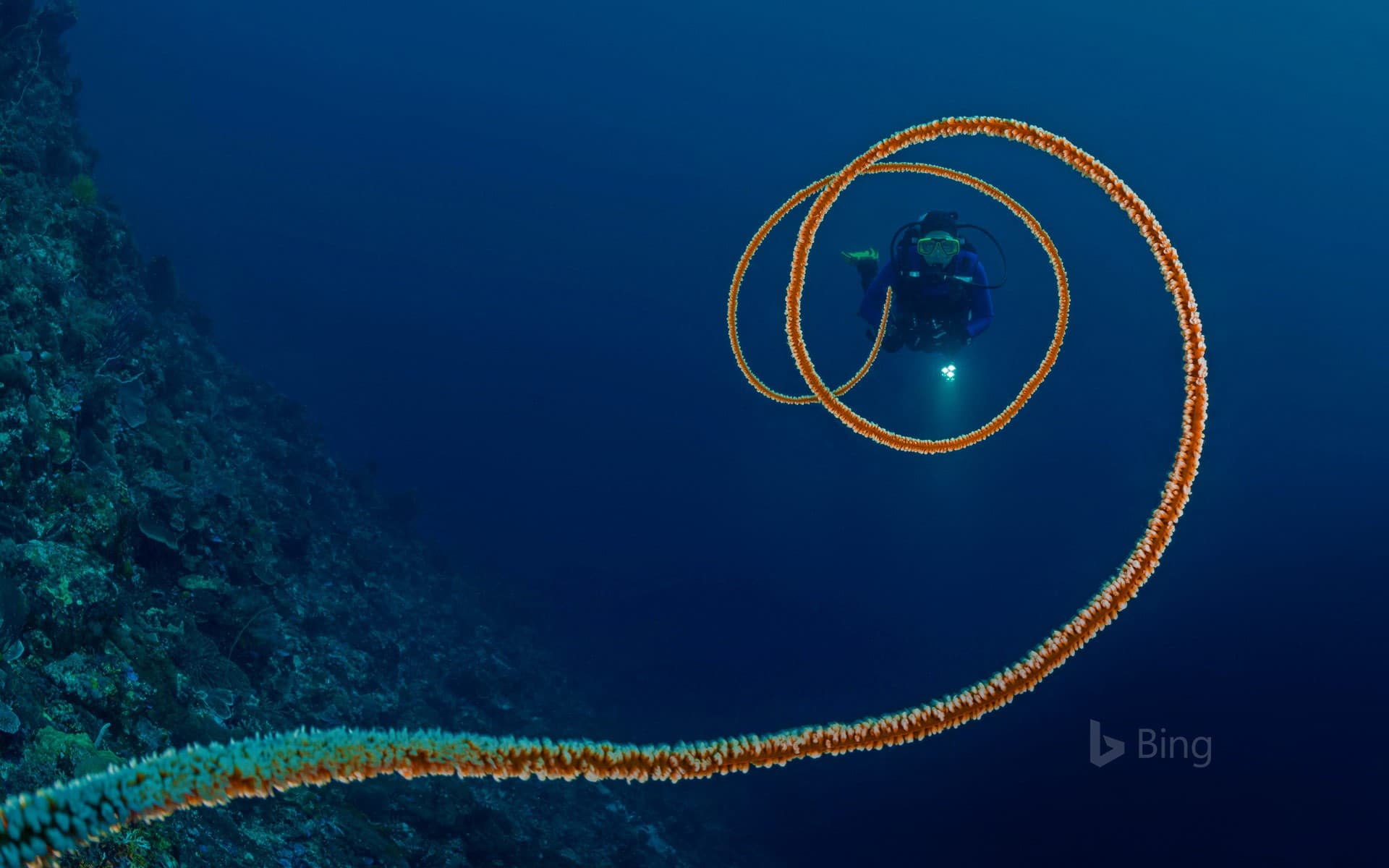 Bing Wallpaper: Spiral whip coral off the coast of Indonesia