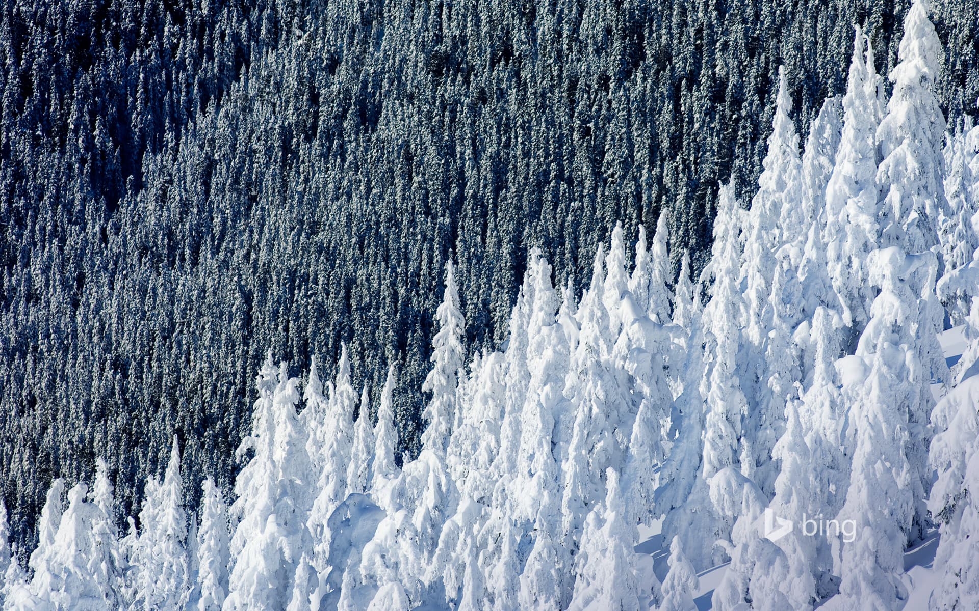 Bing Wallpaper: Whistler Mountain in British Columbia, Canada