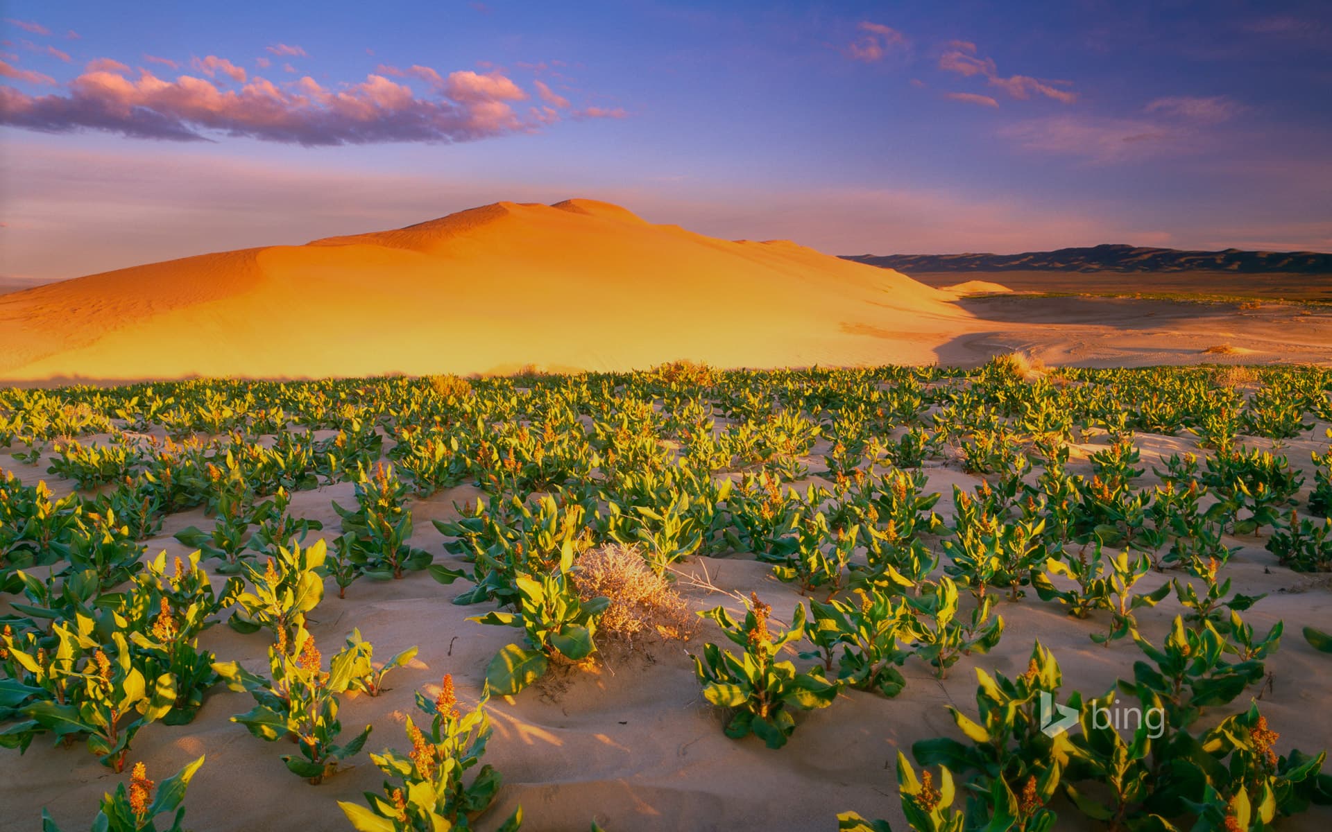 Bing Wallpaper: White Bluffs wilderness, Washington