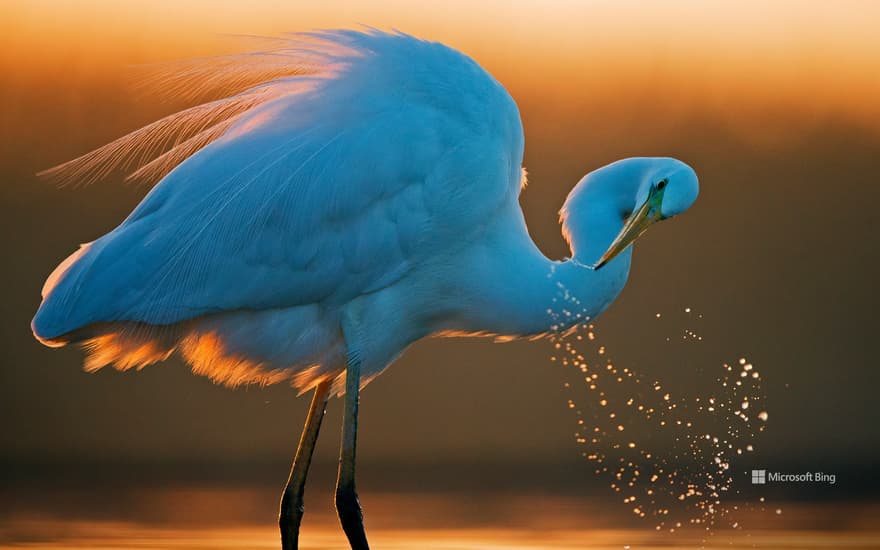 Great white egret, Hungary