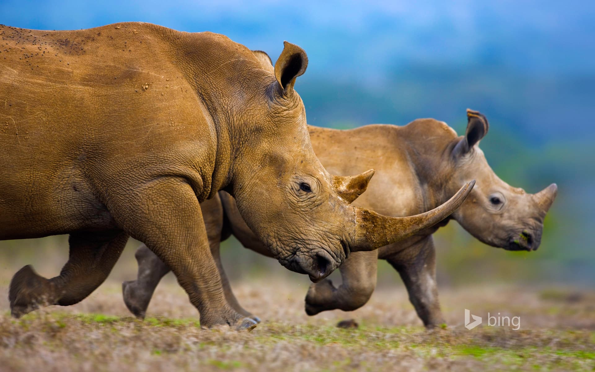 Bing Wallpaper: Southern white rhinoceros mother and calf