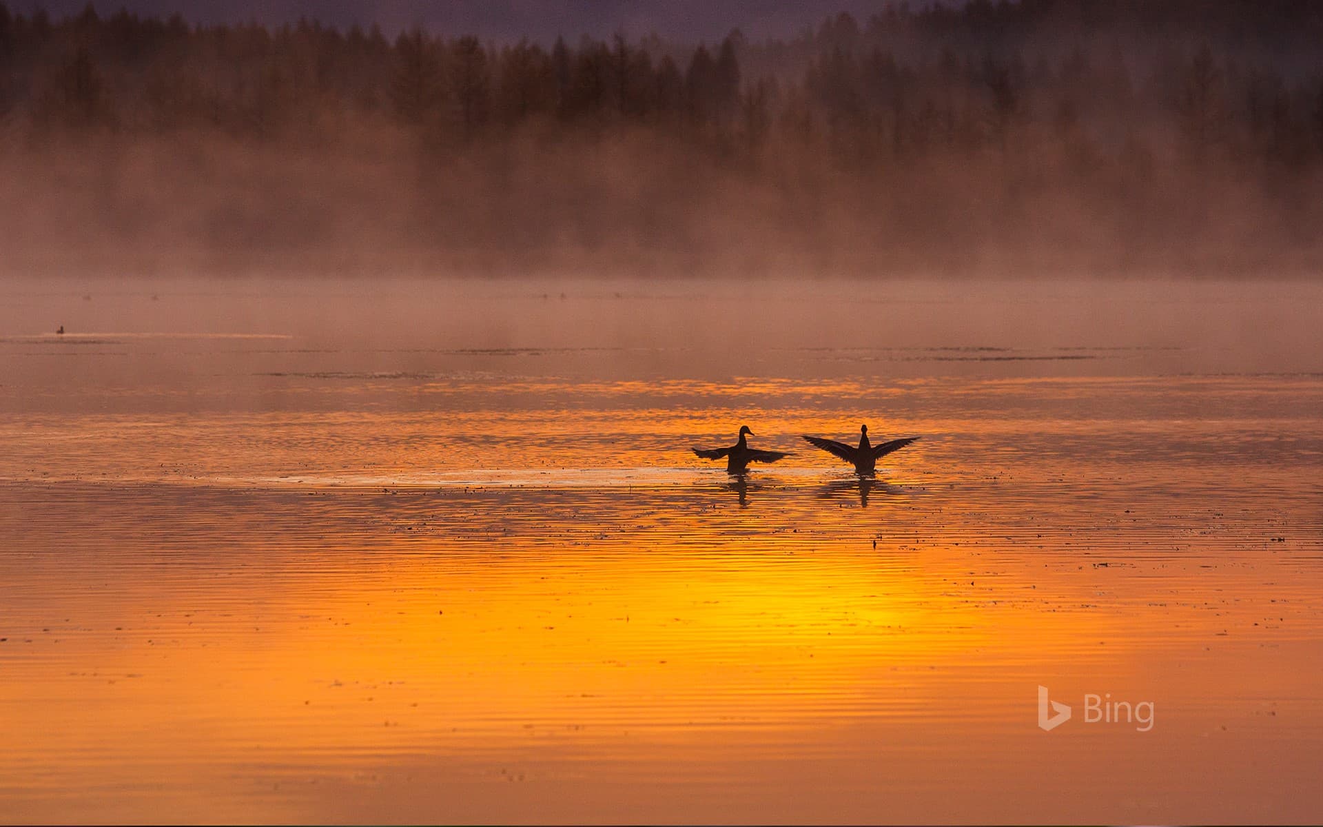 Bing Wallpaper: [Today's Tanabata] A pair of swans in Aershan National Forest Park, Inner Mongolia