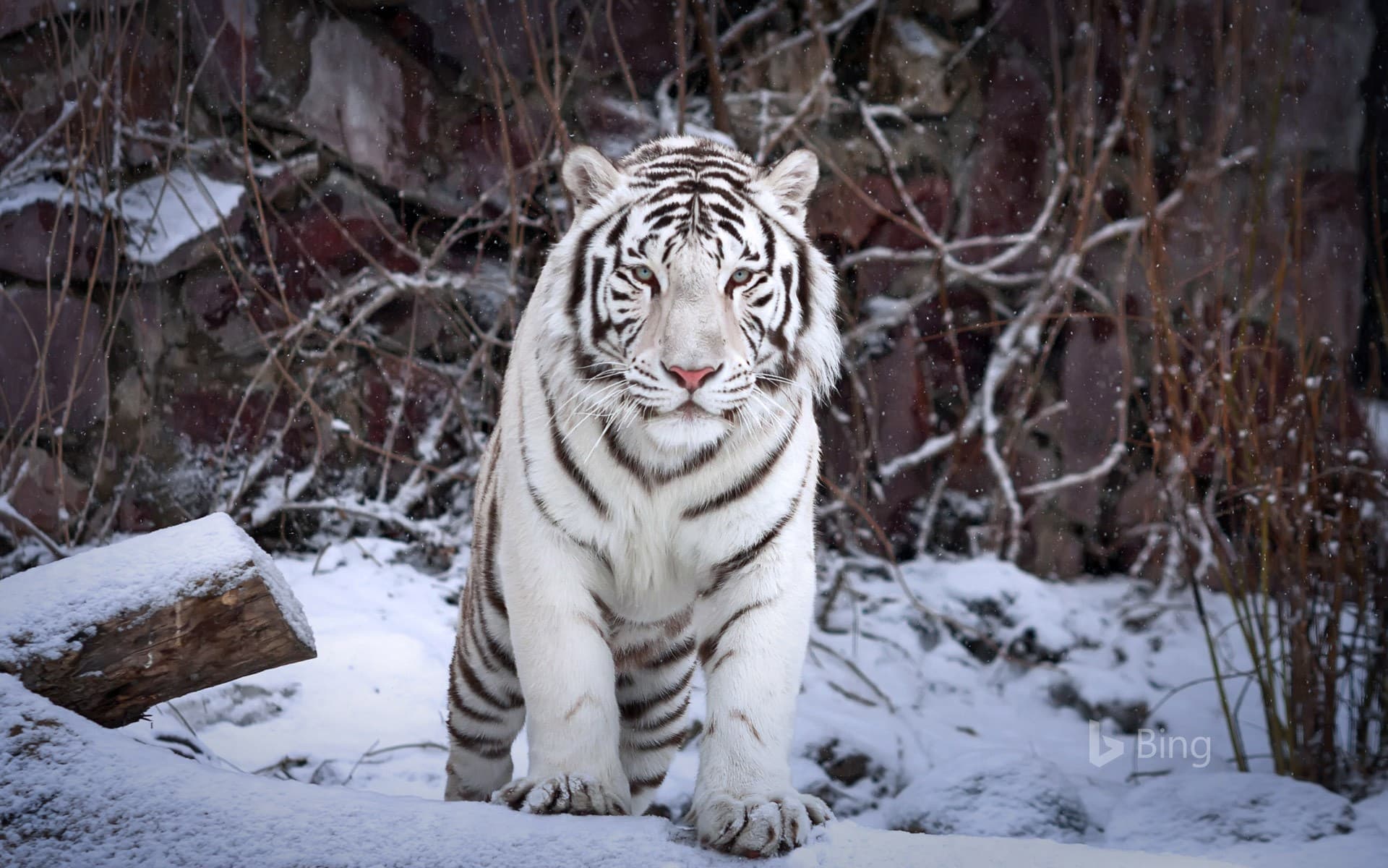 Bing Wallpaper: A white tiger at the Moscow Zoo, Moscow, Russia