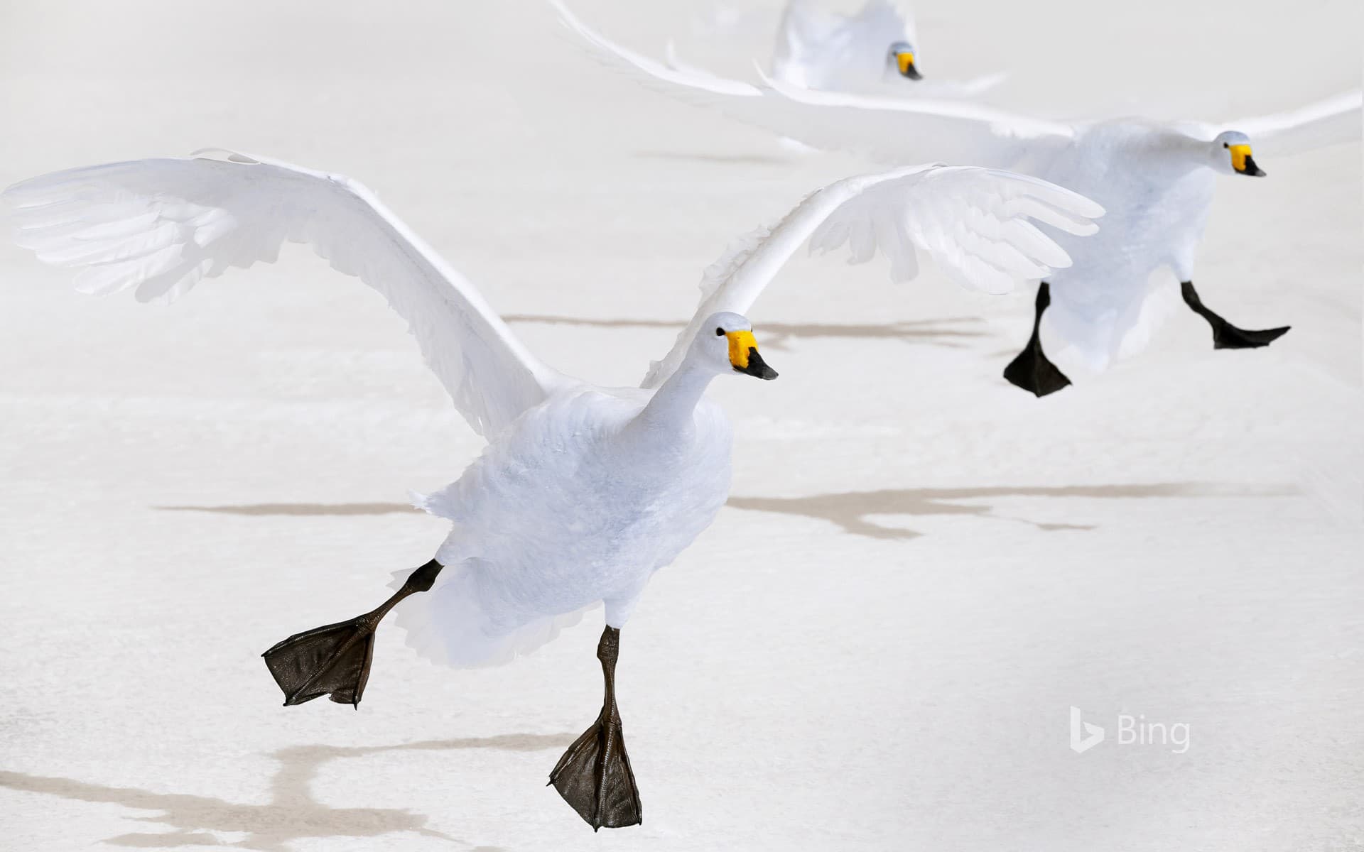 Bing Wallpaper: Whooper swans on Lake Kussharo, Hokkaido, Japan