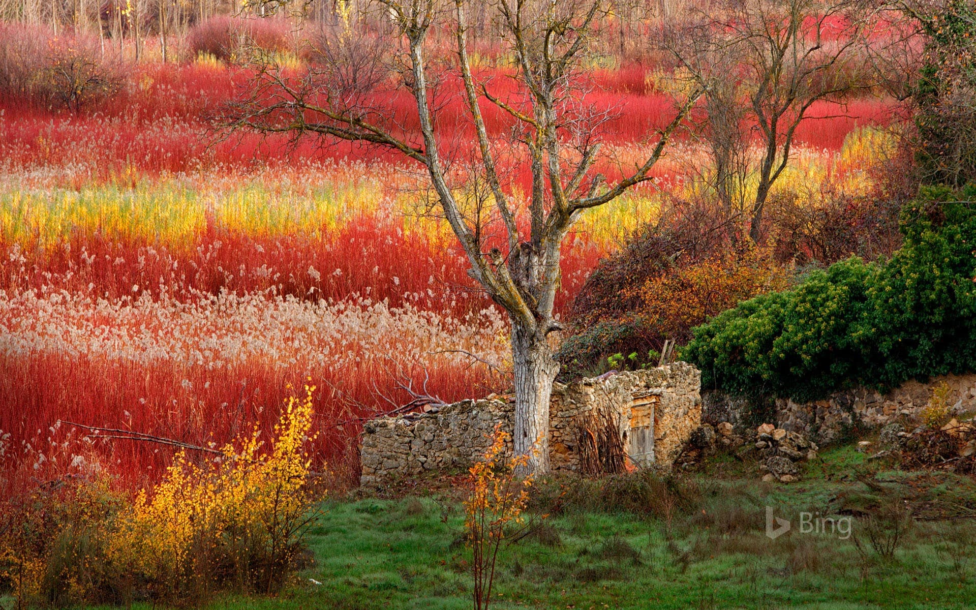 Bing Wallpaper: Wicker fields near Cuenca, Spain
