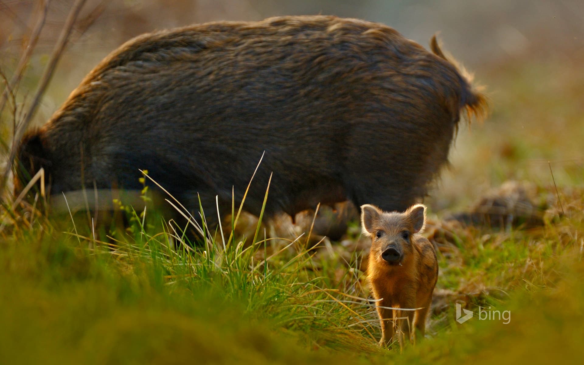 Bing Wallpaper: Wild boar and piglet in the Forest of Dean, Gloucestershire, England