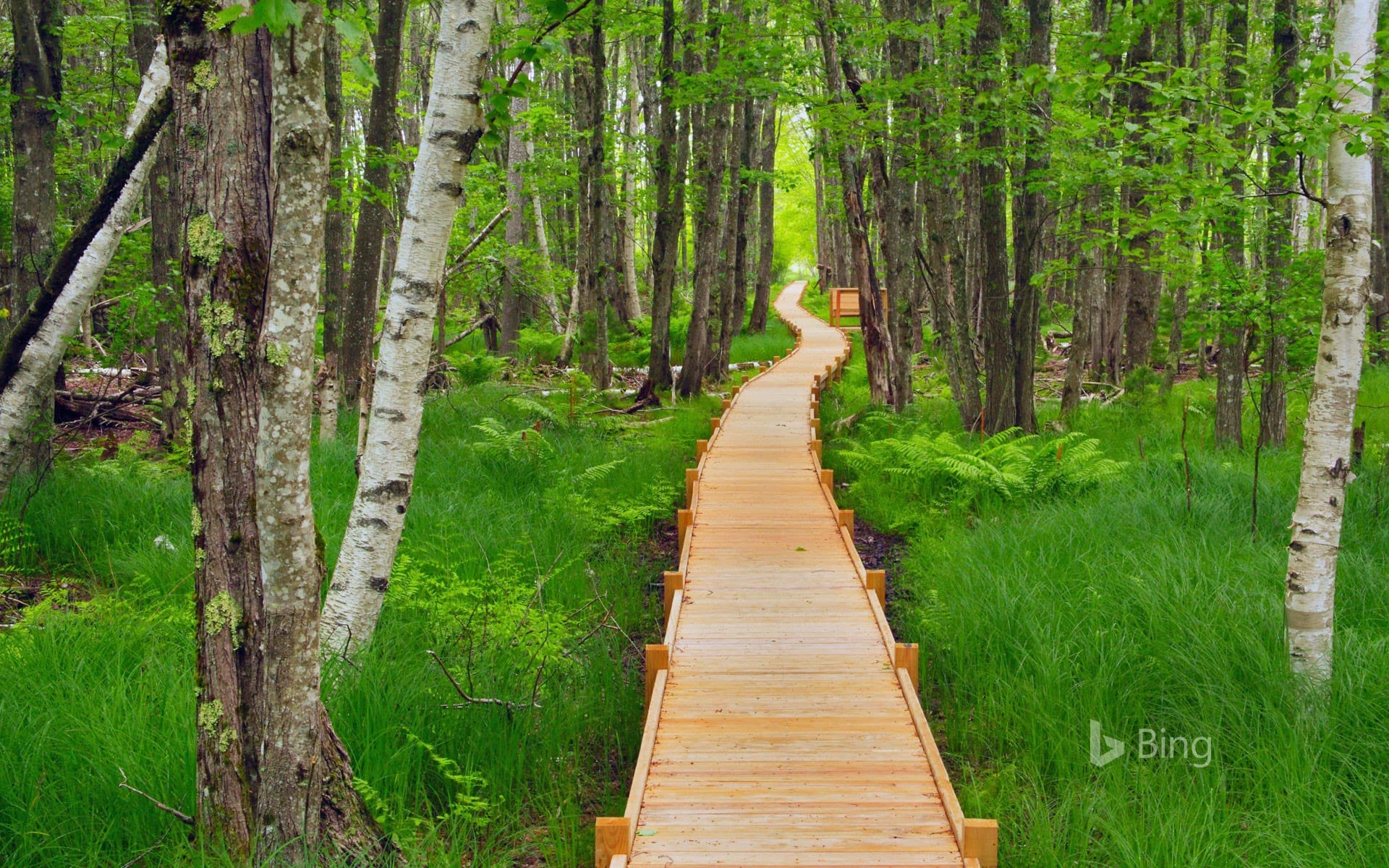 Bing Wallpaper: Jesup Path in Acadia National Park, Maine