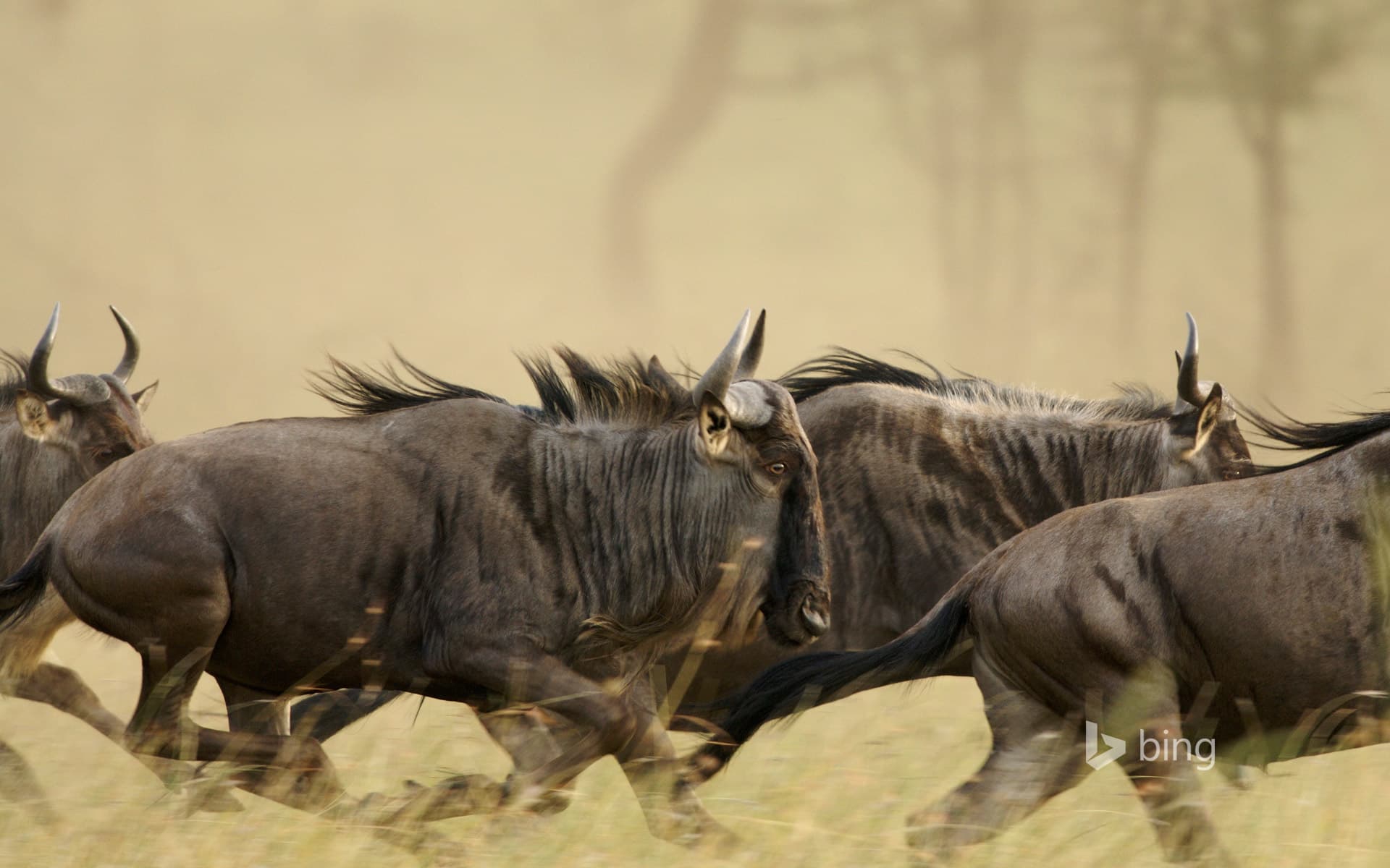 Bing Wallpaper: Blue wildebeests on the Musabi Plains in the Serengeti National Park, Tanzania