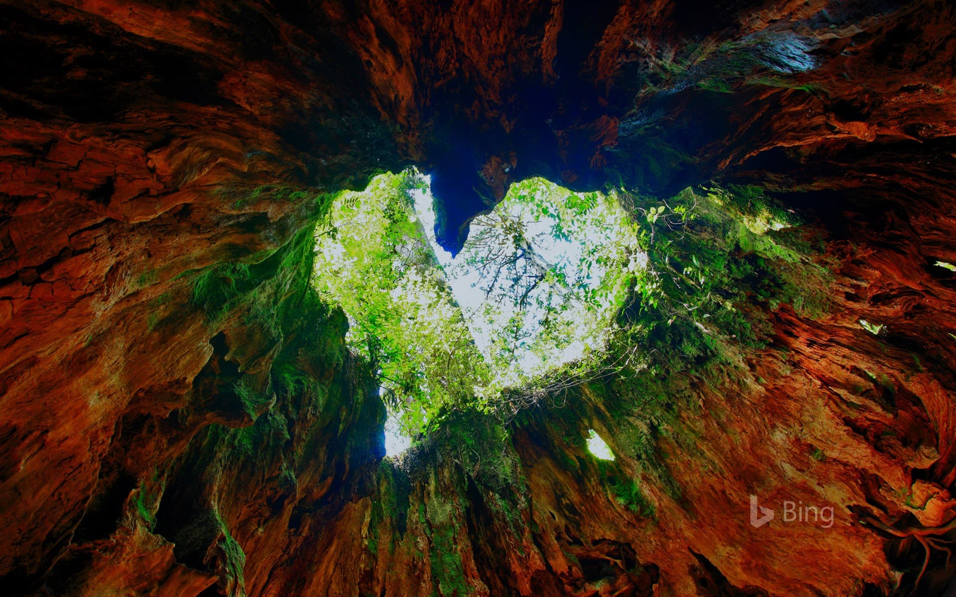 Bing Wallpaper: Wilson Stump on Yakushima Island, Japan