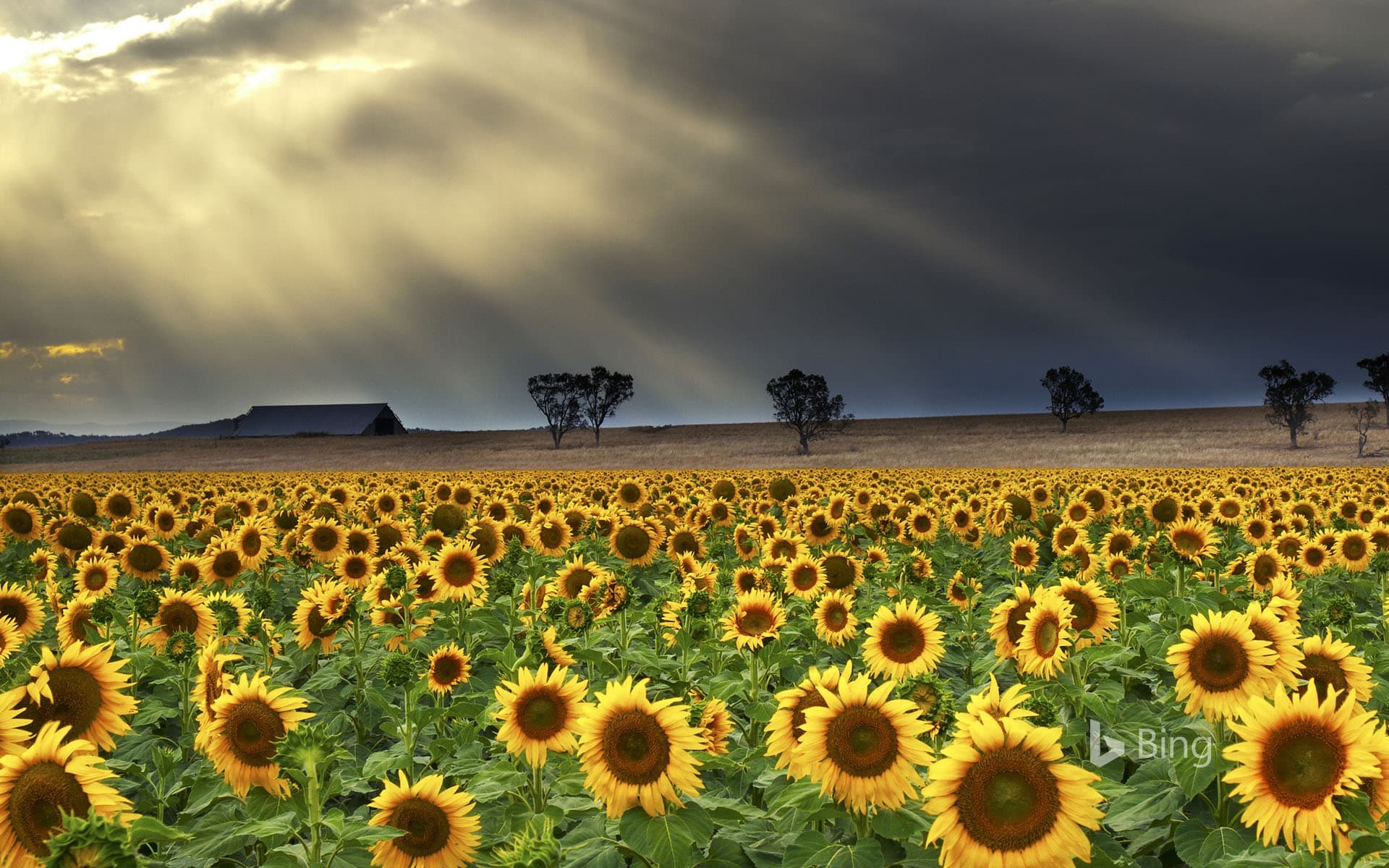 Bing Wallpaper: Sunflowers at Windy Station farm in Quirindi, New South Wales, Australia
