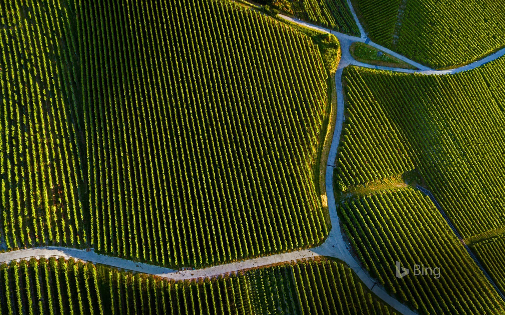 Bing Wallpaper: Vineyard near Pully, Vaud, Switzerland