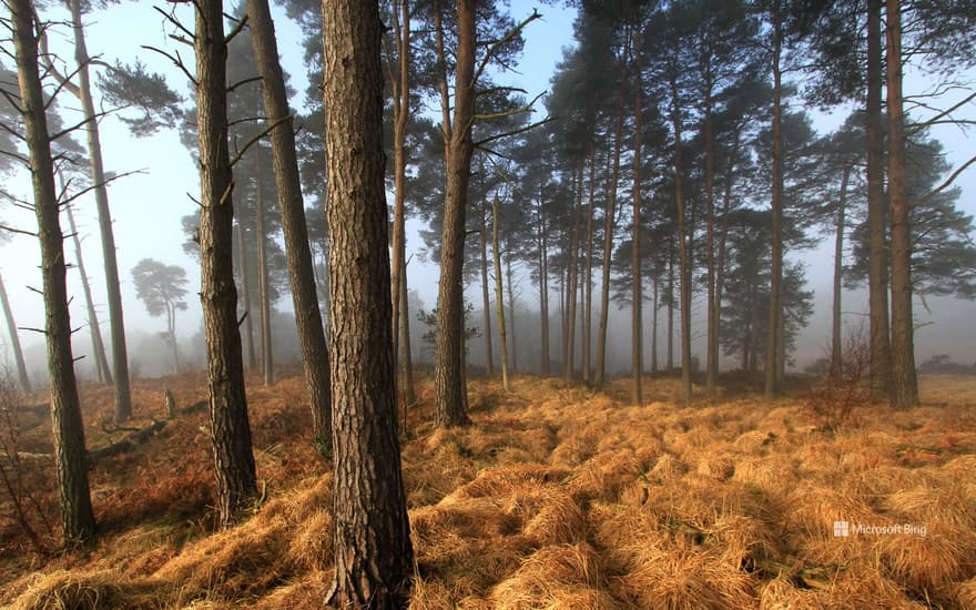 Ashdown Forest Landscape, East Sussex, UK