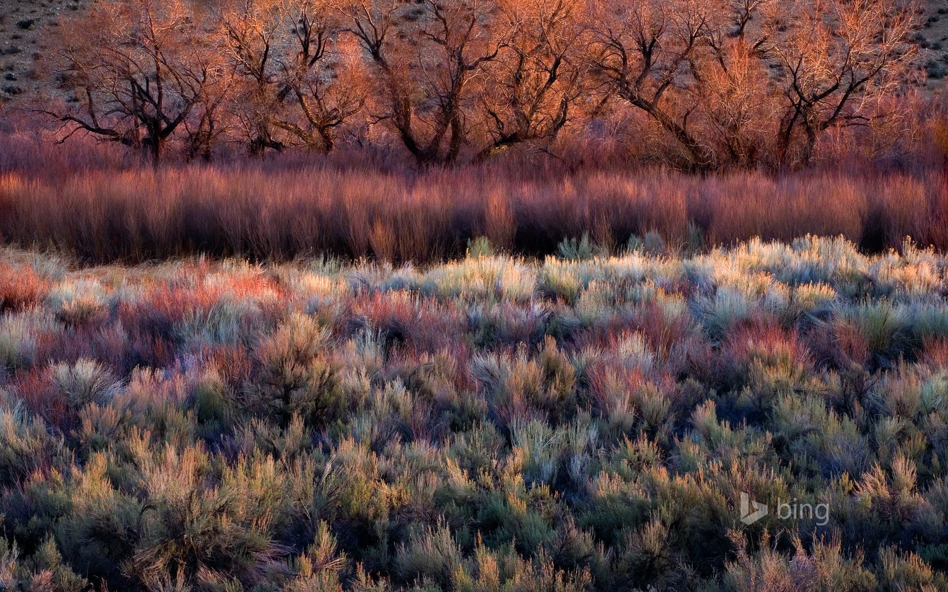 Bing Wallpaper: Foliage, including cottonwoods, willows, sage, and rabbitbrush, in California's Owens Valley